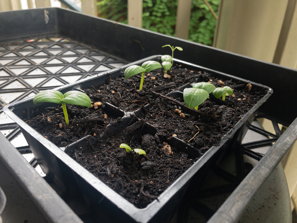 Brand-new cucumber plants. To be planted and then lovingly nurtured... And then who knows what will come next?